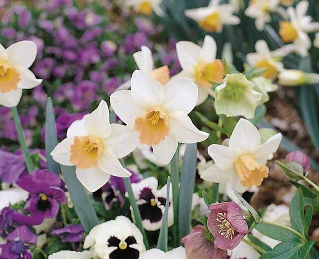 Narcissus Salome, Daffodil Salome, Narcisse Salome, Large-Cupped Daffodil 'Salome', Large-Cupped Daffodils, Spring Bulbs, Spring Flowers, Narcisse grande couronne, early spring daffodil, mid spring daffodil